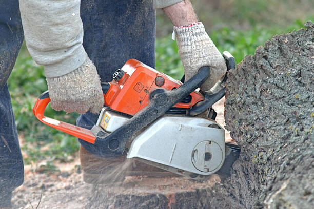 Professional Tree Care in Blossom, TX